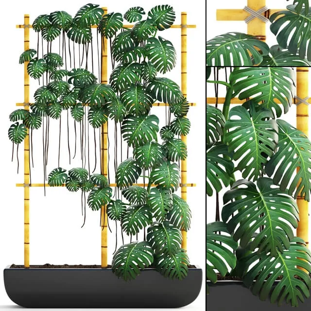 decoration – Plant Monstera 7 3ds Max