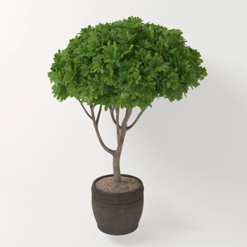 decoration – Plant – Potted tree 3ds Max