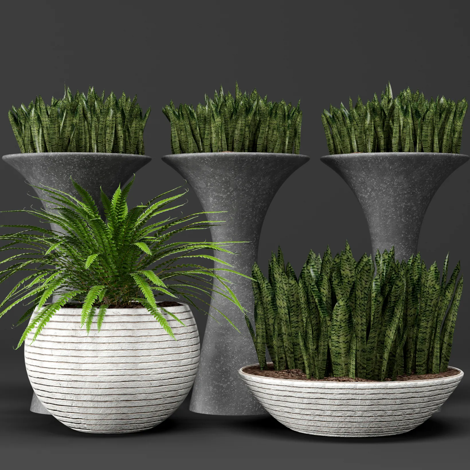 decoration – Plant sansevieria 45 3ds Max
