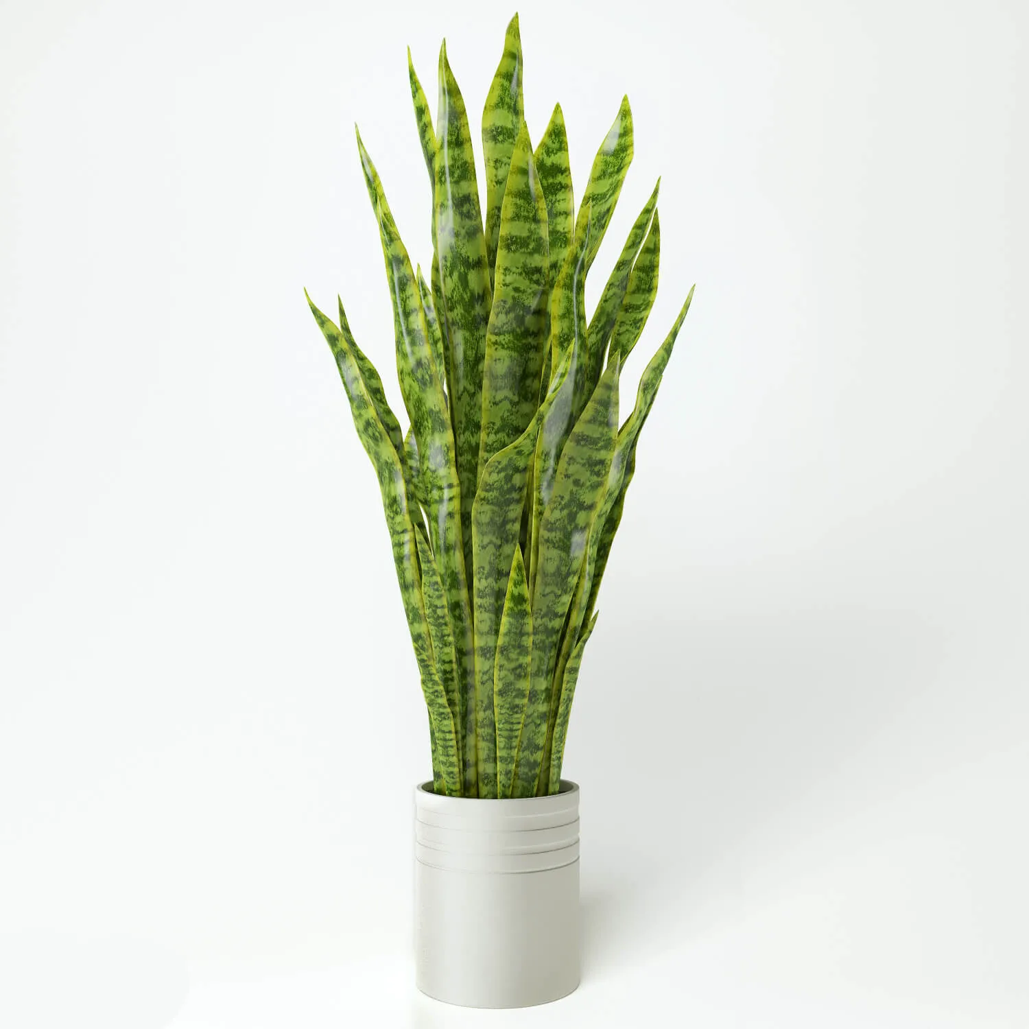 decoration – Plant sansevieria 46 3ds Max