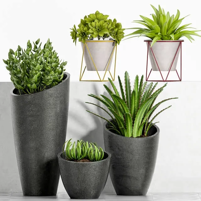 decoration – Plant Set -89 3ds Max