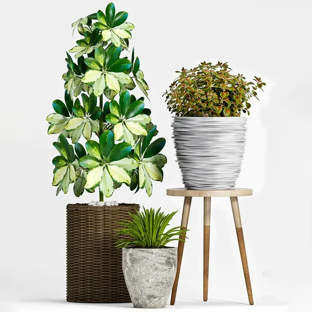 decoration – Plant Set -91 3ds Max