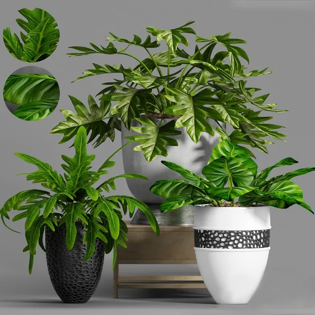 decoration – Plant Set -99 3ds Max