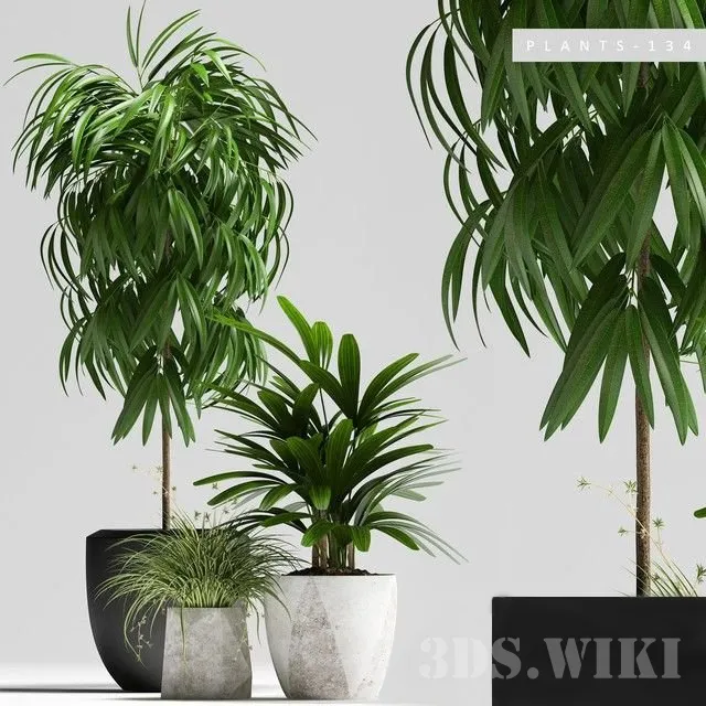 decoration – Plant set witn ficus 3ds Max