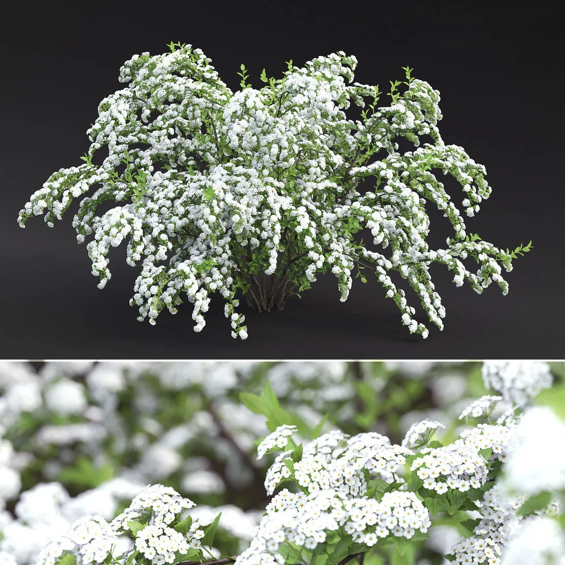 decoration – Plant spiraea vanhouttei 01 3ds Max