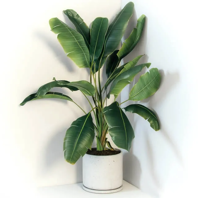 decoration – Plant Strelizia 3ds Max