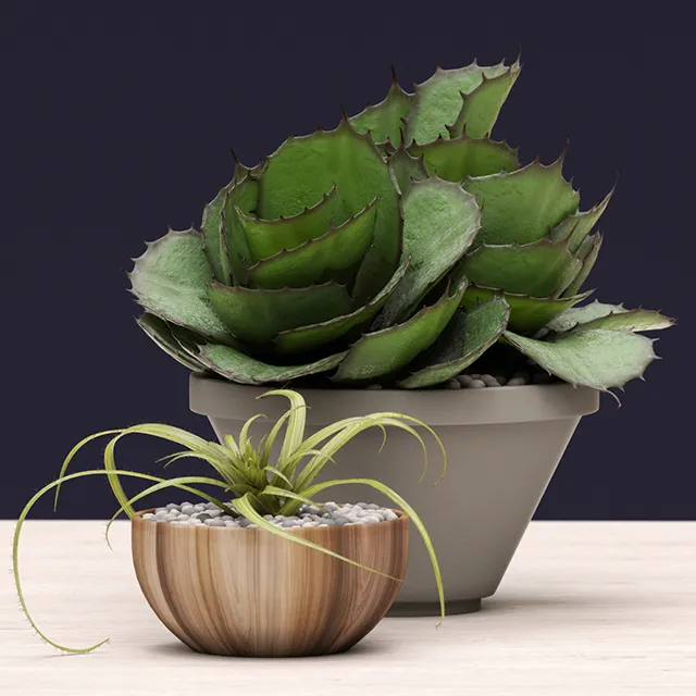 decoration – Plant succulents 05 3ds Max