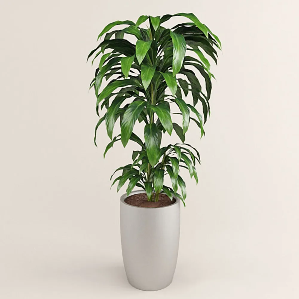 decoration – Plant with large leaves 3ds Max