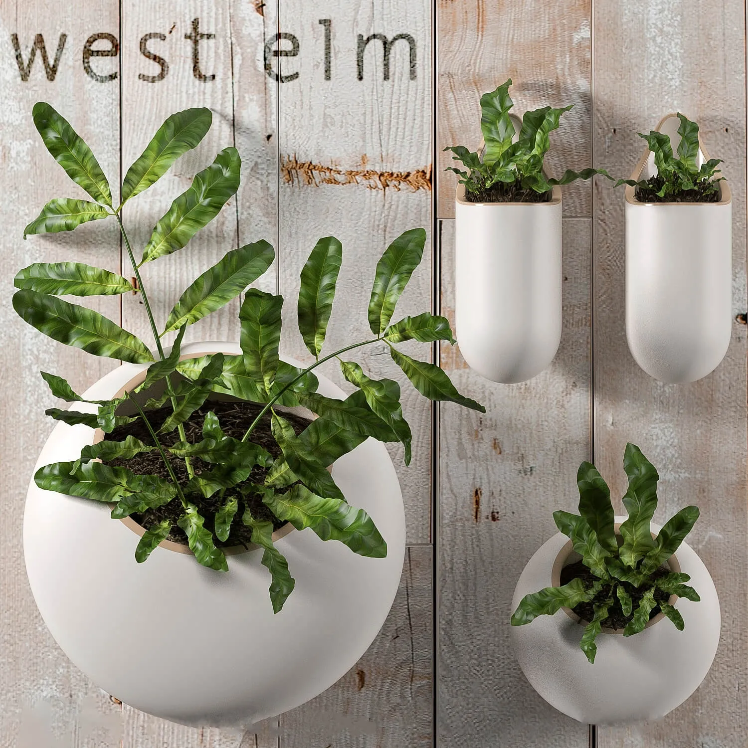 decoration – Plants 074 3ds Max