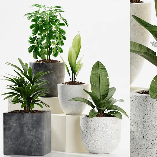 decoration – Plants 165 3ds Max