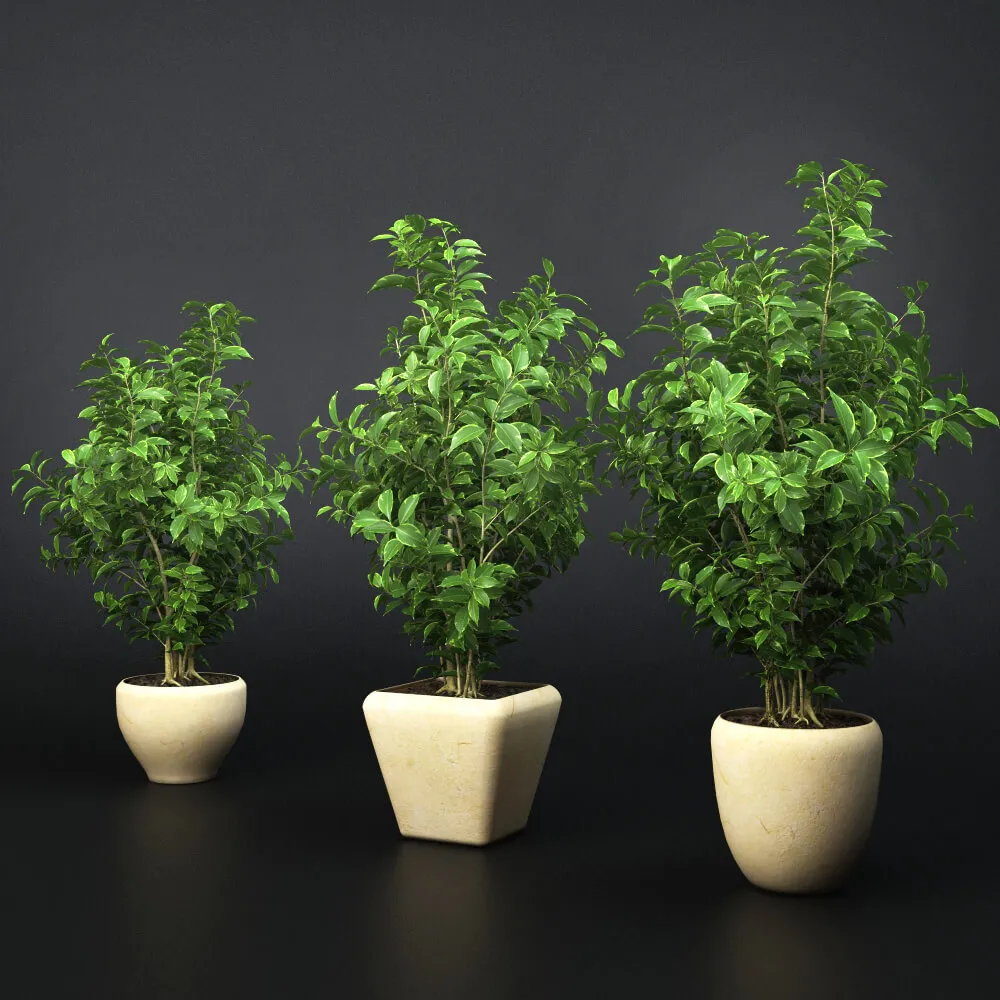 decoration – Plants ficus 03 3ds Max