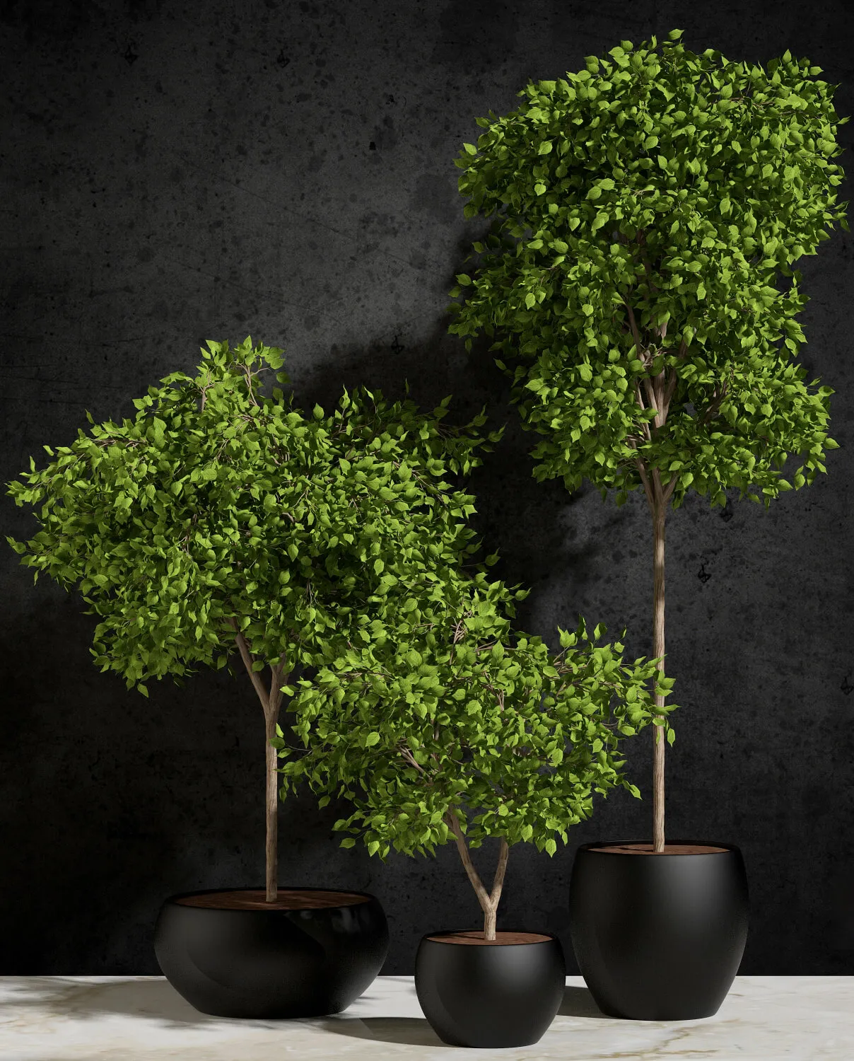 decoration – Plants Ficus Benjamina 3ds Max