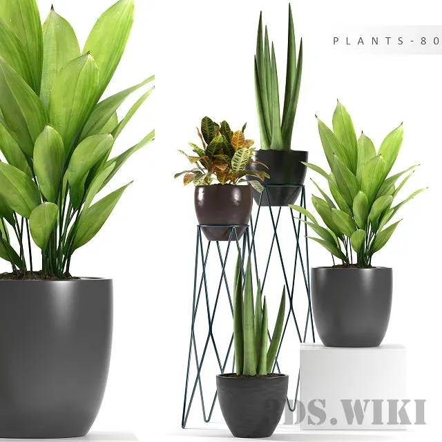 decoration – Plants for the interior with different options 3ds Max