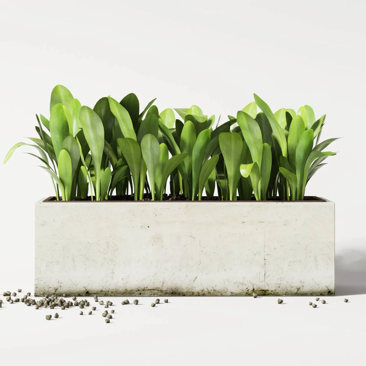 decoration – Plants in pot 557 3ds Max