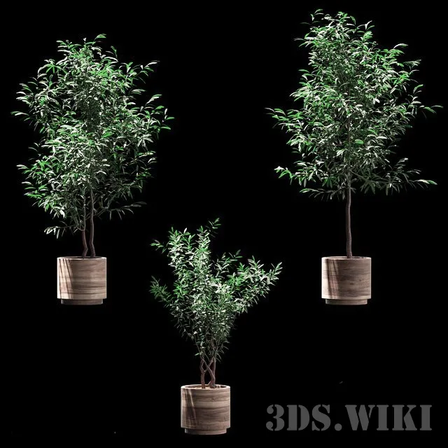decoration – Plants in wooden pots 3ds Max