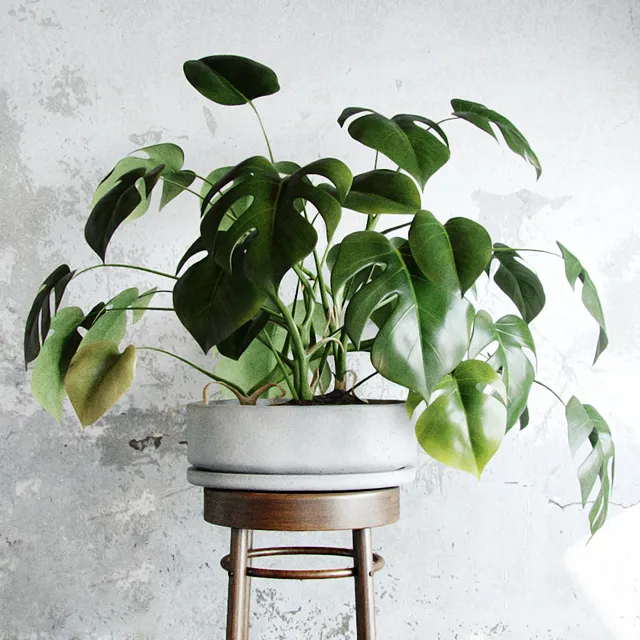 decoration – Plants Liana 01 3ds Max