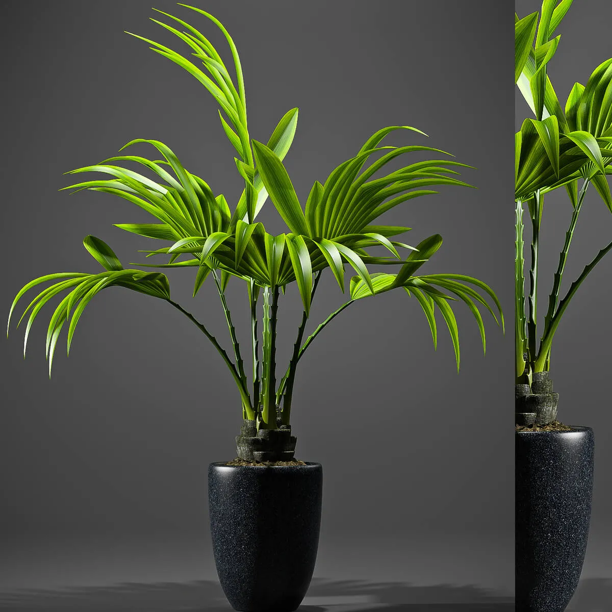 decoration – Plants palm 09 3ds Max