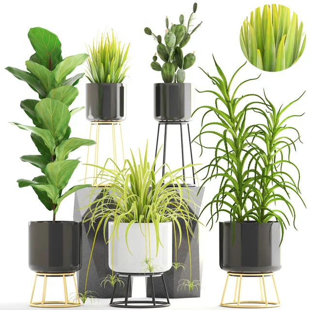 decoration – Plants set West Elm 3ds Max