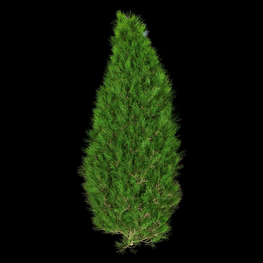 decoration – Platycladus Orientails 02 01 3ds Max