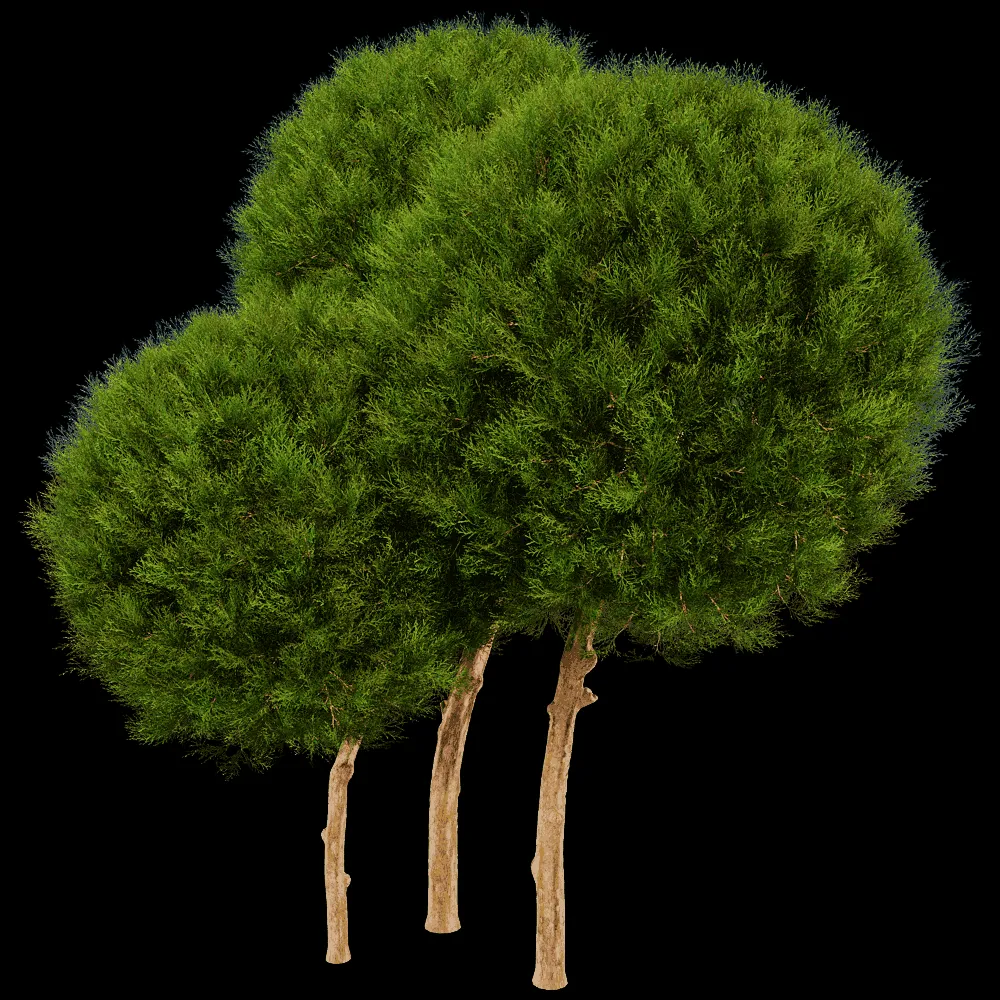 decoration – Platycladus Orientails 02 02 3ds Max