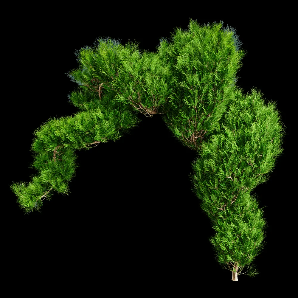 decoration – Platycladus Orientails 02 03 3ds Max