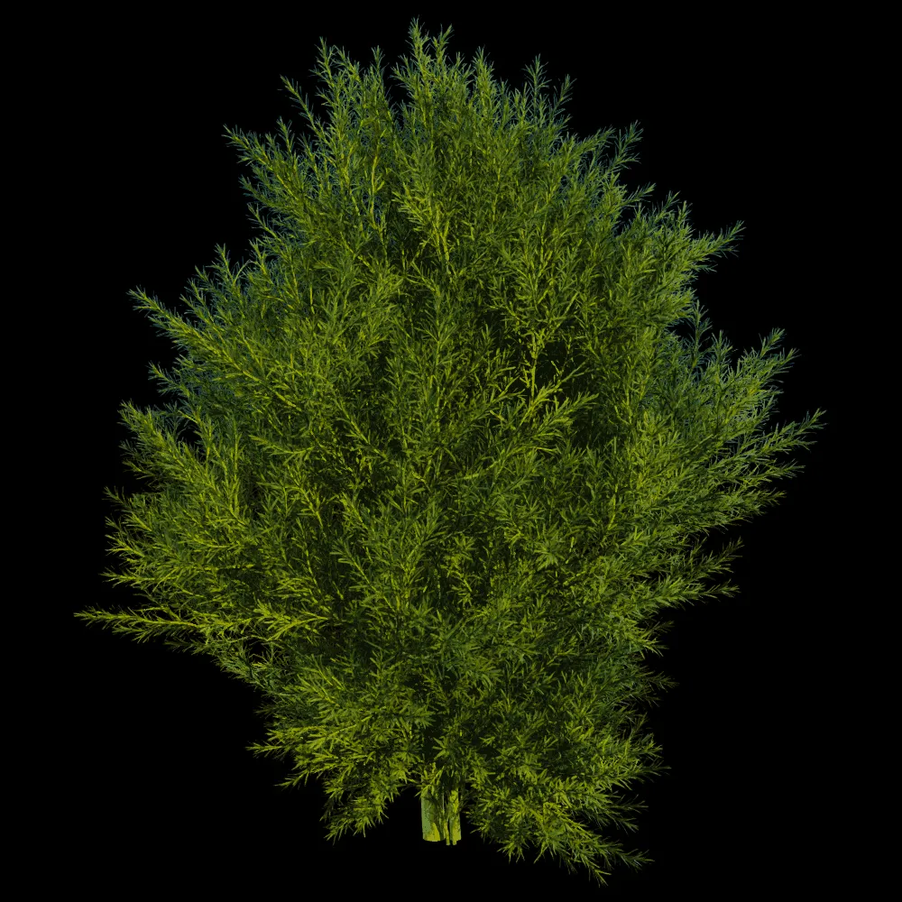 decoration – Platycladus Orientails 03 01 3ds Max