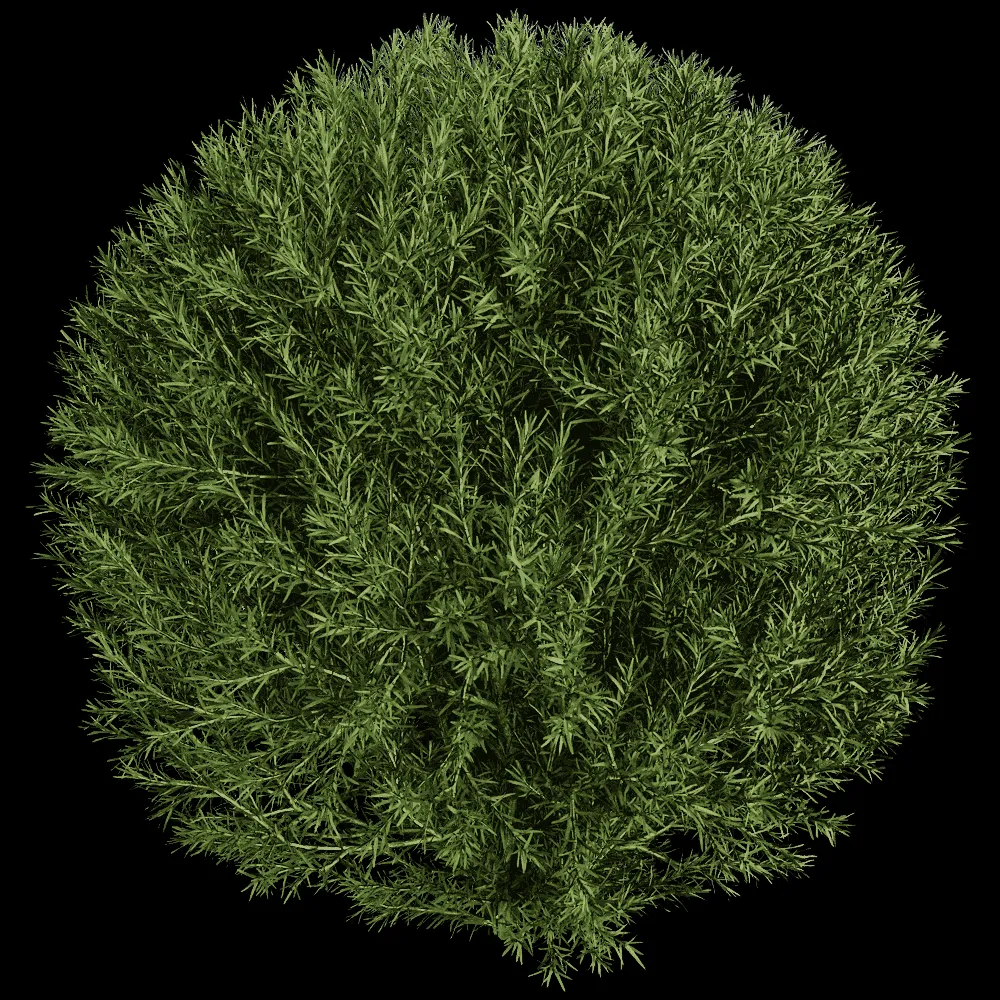 decoration – Platycladus Orientails 03 02 3ds Max