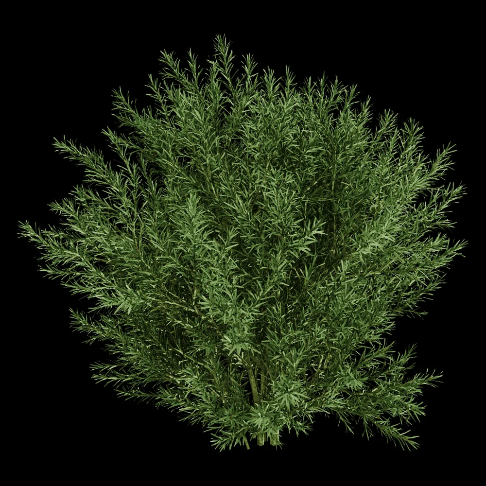 decoration – Platycladus Orientails 03 03 3ds Max