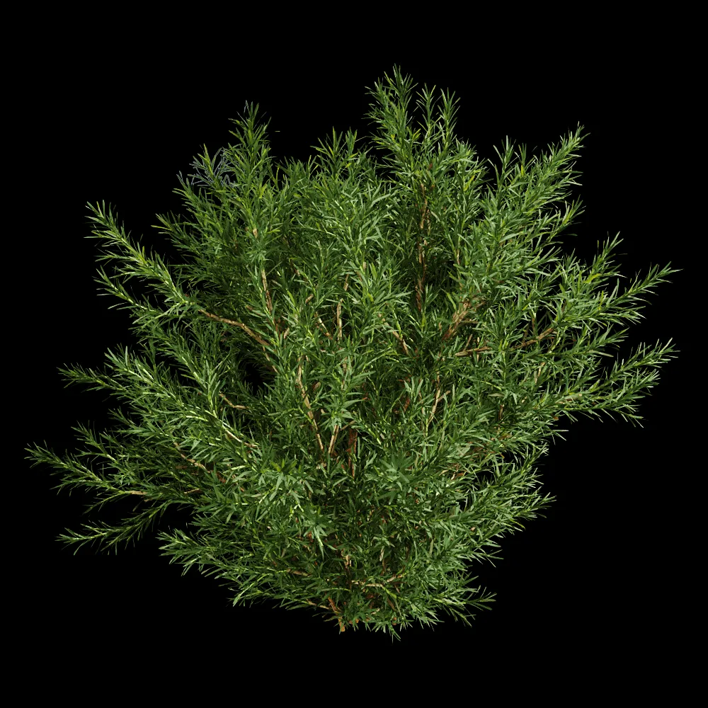 decoration – Platycladus Orientails 03 04 3ds Max