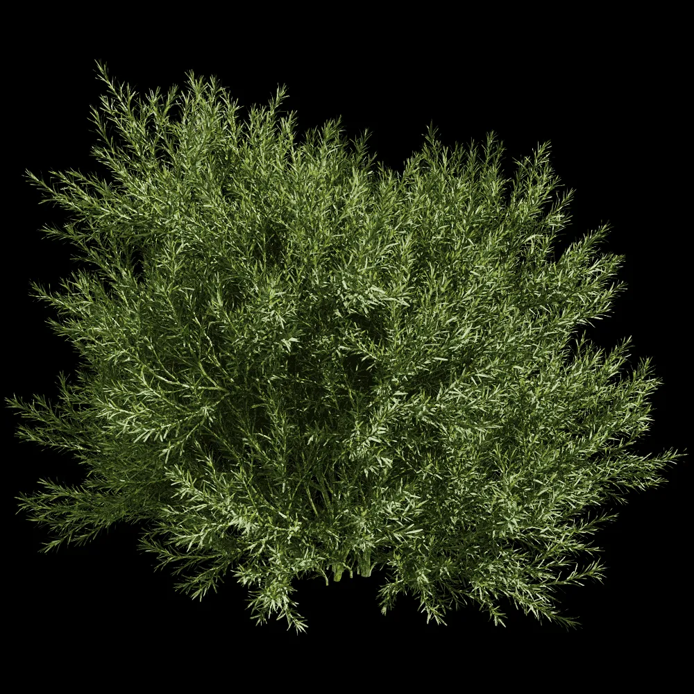 decoration – Platycladus Orientails 03 05 3ds Max