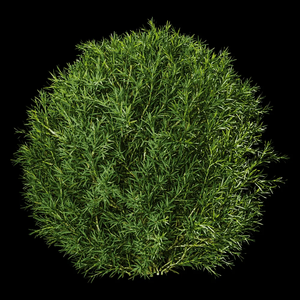 decoration – Platycladus Orientails 03 06 3ds Max