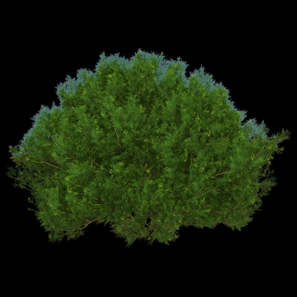 decoration – Platycladus Orientalis 01 01 3ds Max