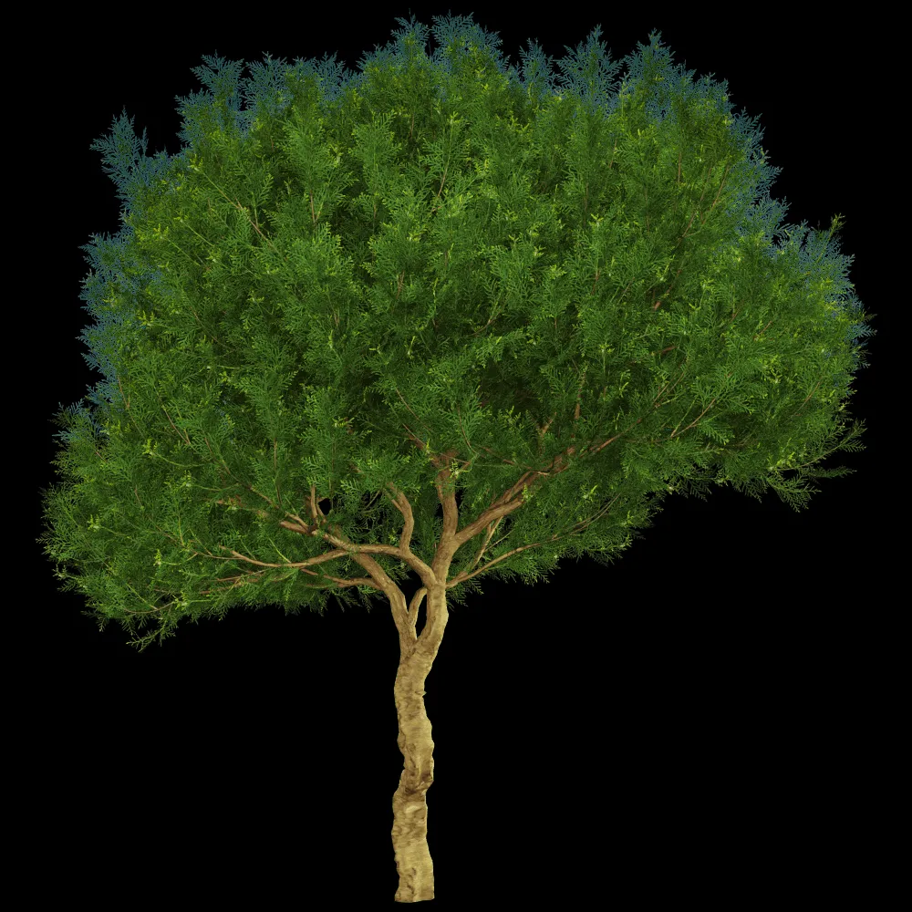 decoration – Platycladus orientalis 01 02 3ds Max