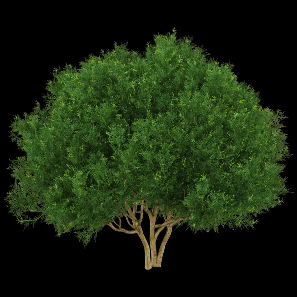 decoration – Platycladus orientalis 01 03 3ds Max