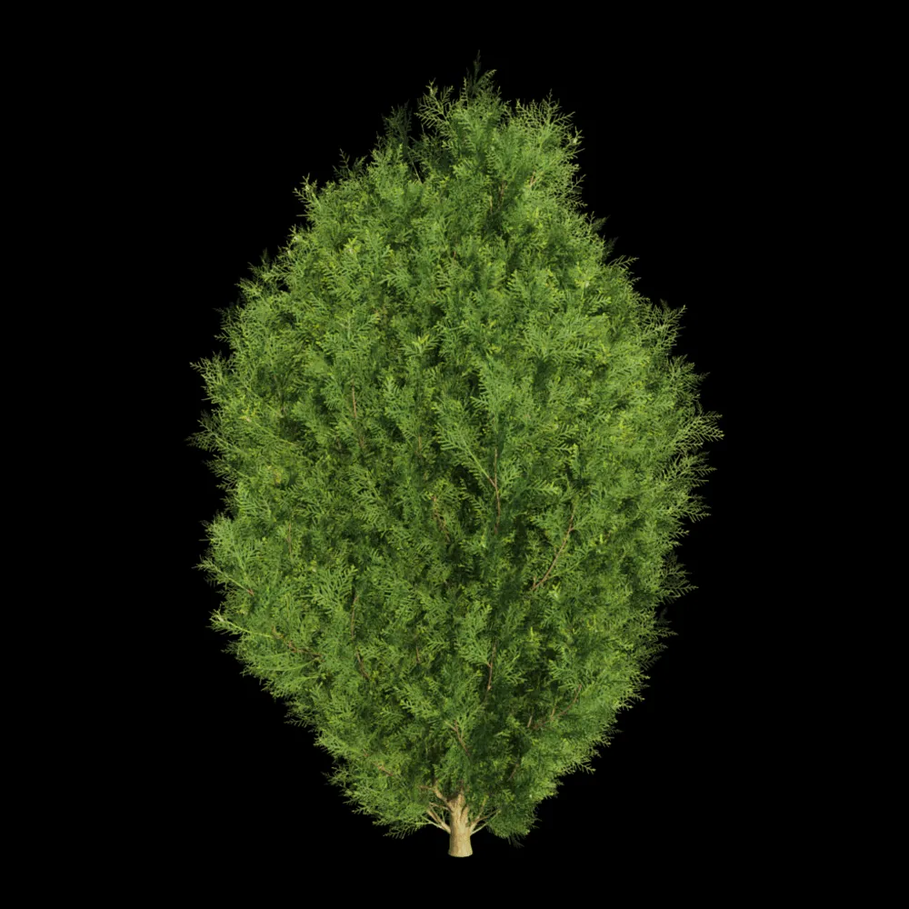 decoration – Platycladus orientalis 01 04 3ds Max