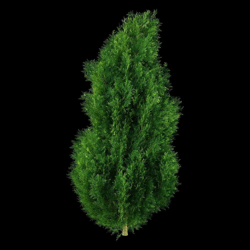 decoration – Platycladus orientalis 01 05 3ds Max