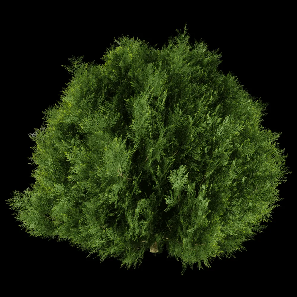 decoration – Platycladus orientalis 01 06 3ds Max