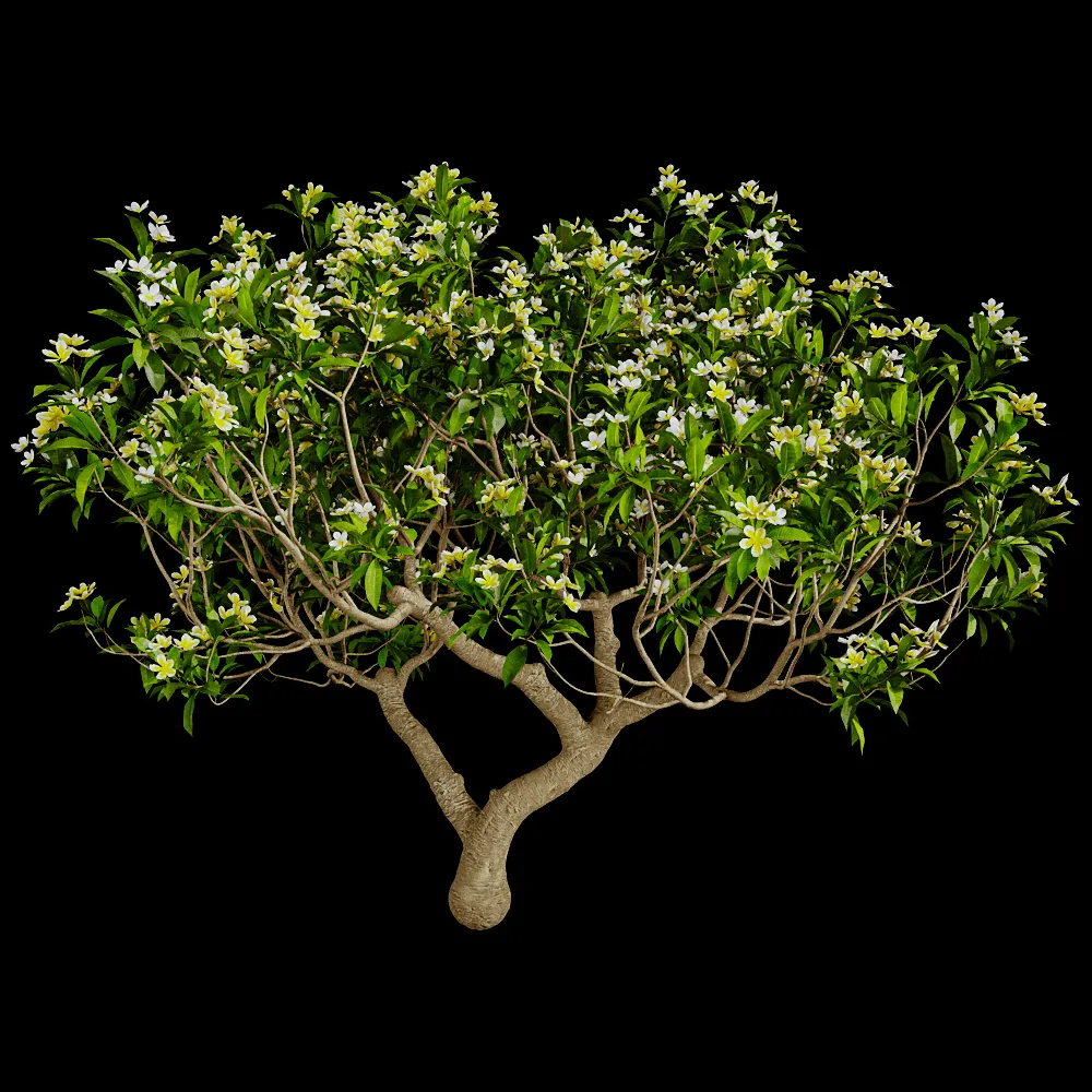 decoration – Plumeria 01 01 3ds Max