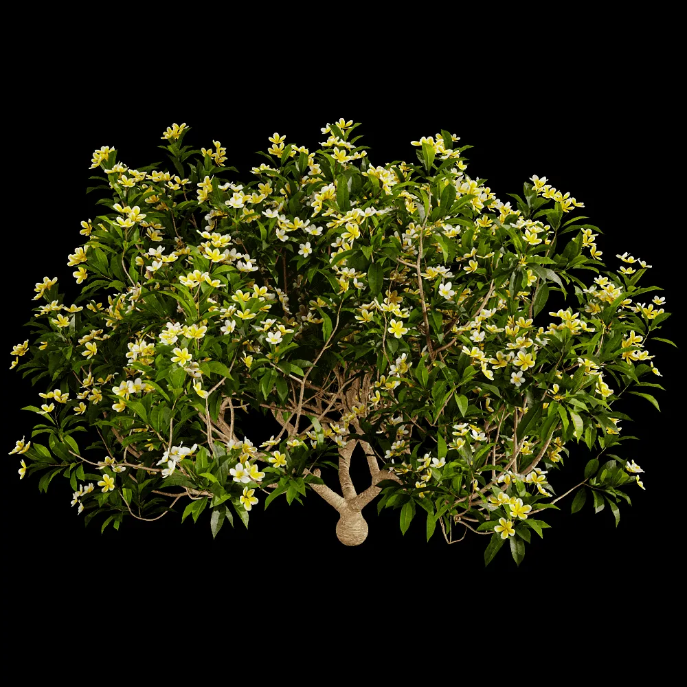 decoration – Plumeria 01 02 3ds Max