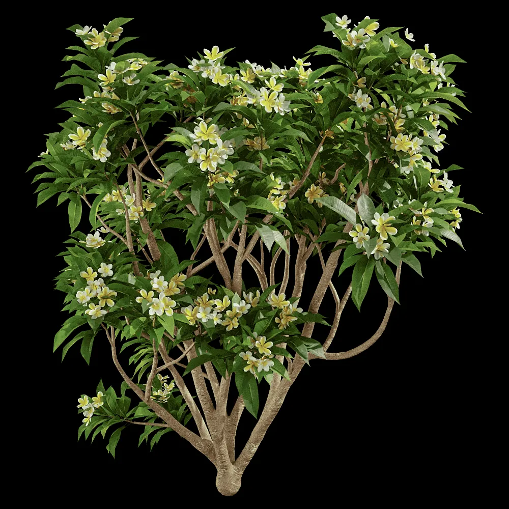 decoration – Plumeria 01 03 3ds Max