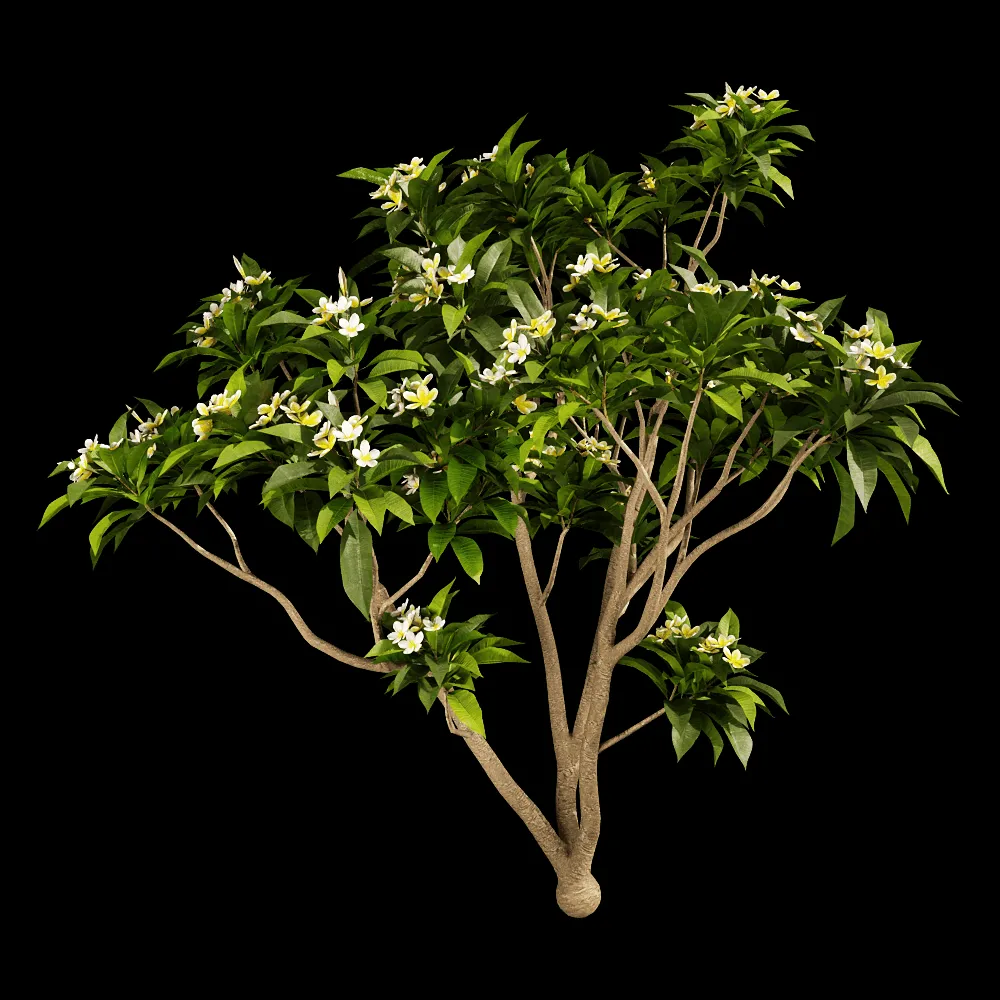 decoration – Plumeria 01 04 3ds Max