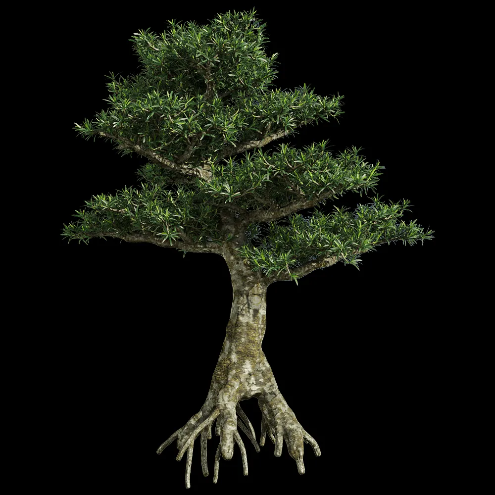 decoration – Podocarpus macrophyllus 1 3ds Max