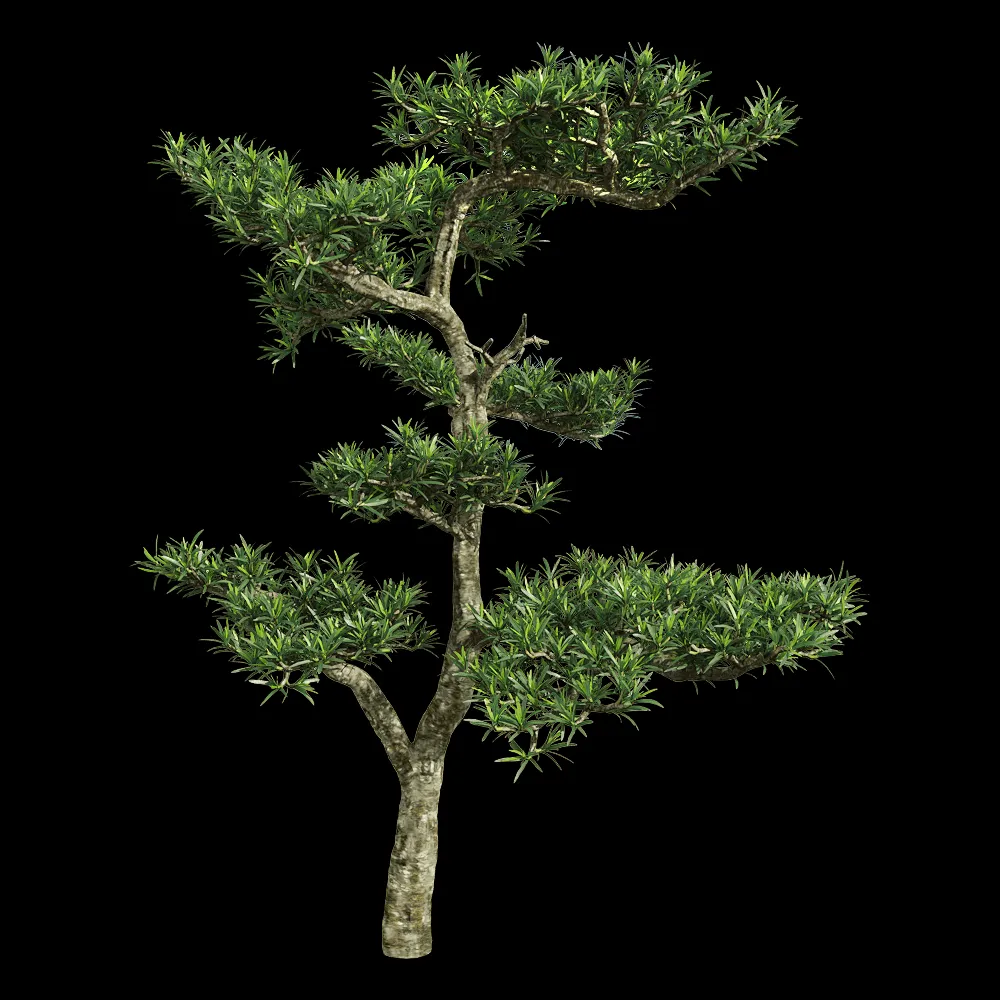 decoration – Podocarpus macrophyllus 2 3ds Max