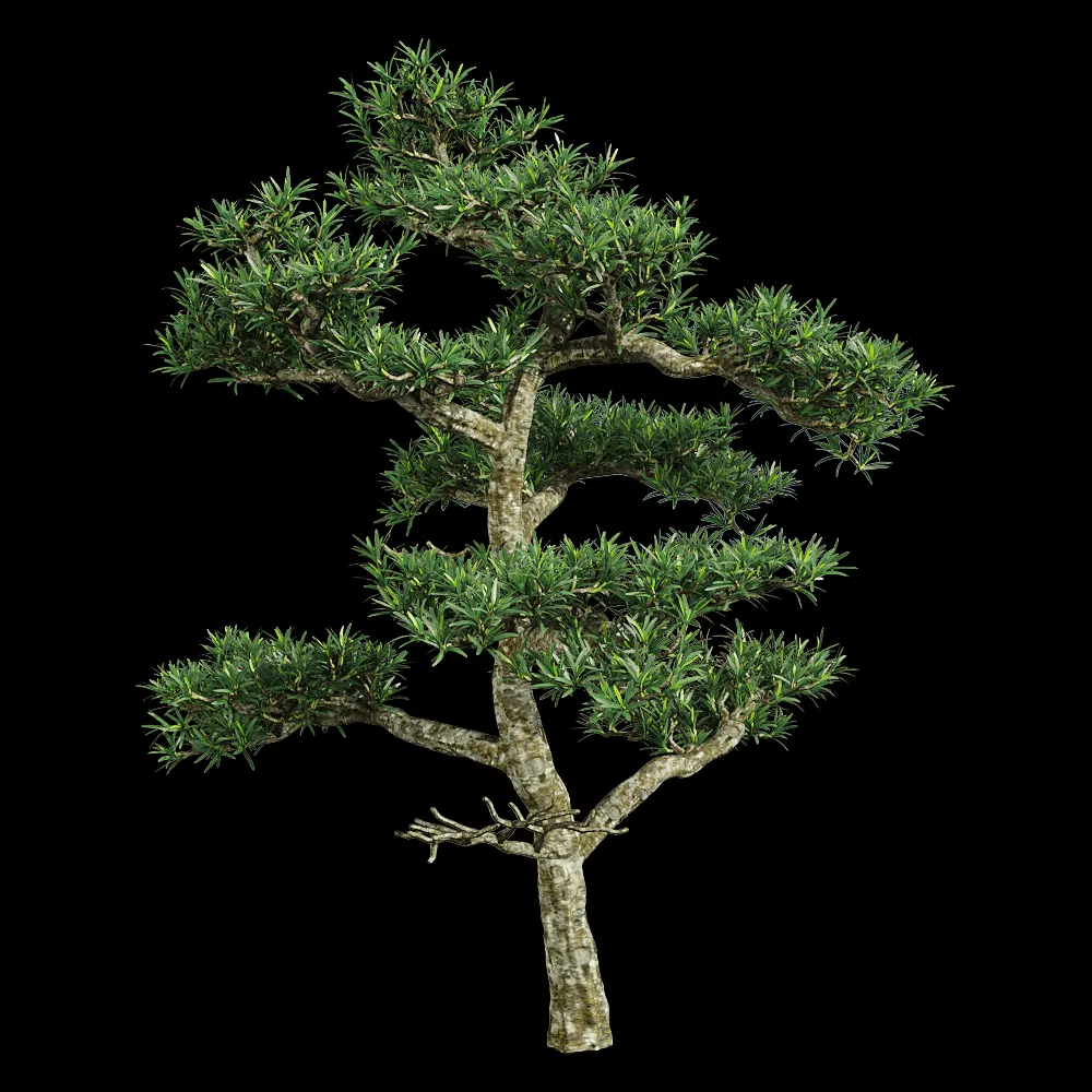 decoration – Podocarpus macrophyllus 3 3ds Max