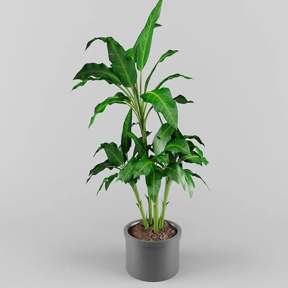 decoration – Potted plants 3ds Max