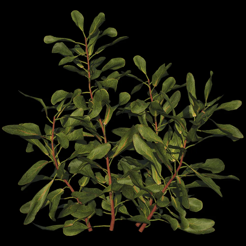 decoration – Protea Cynaroides 01 04 3ds Max