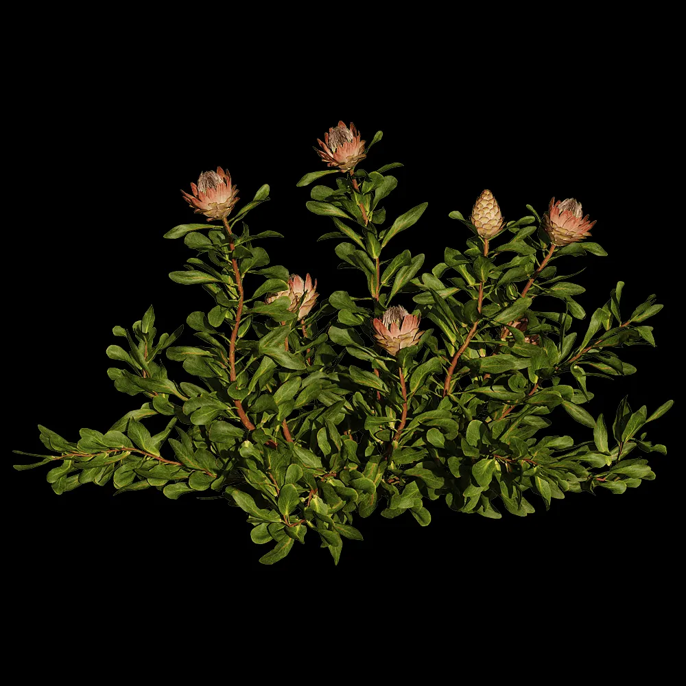 decoration – Protea Cynaroides 01 05 3ds Max