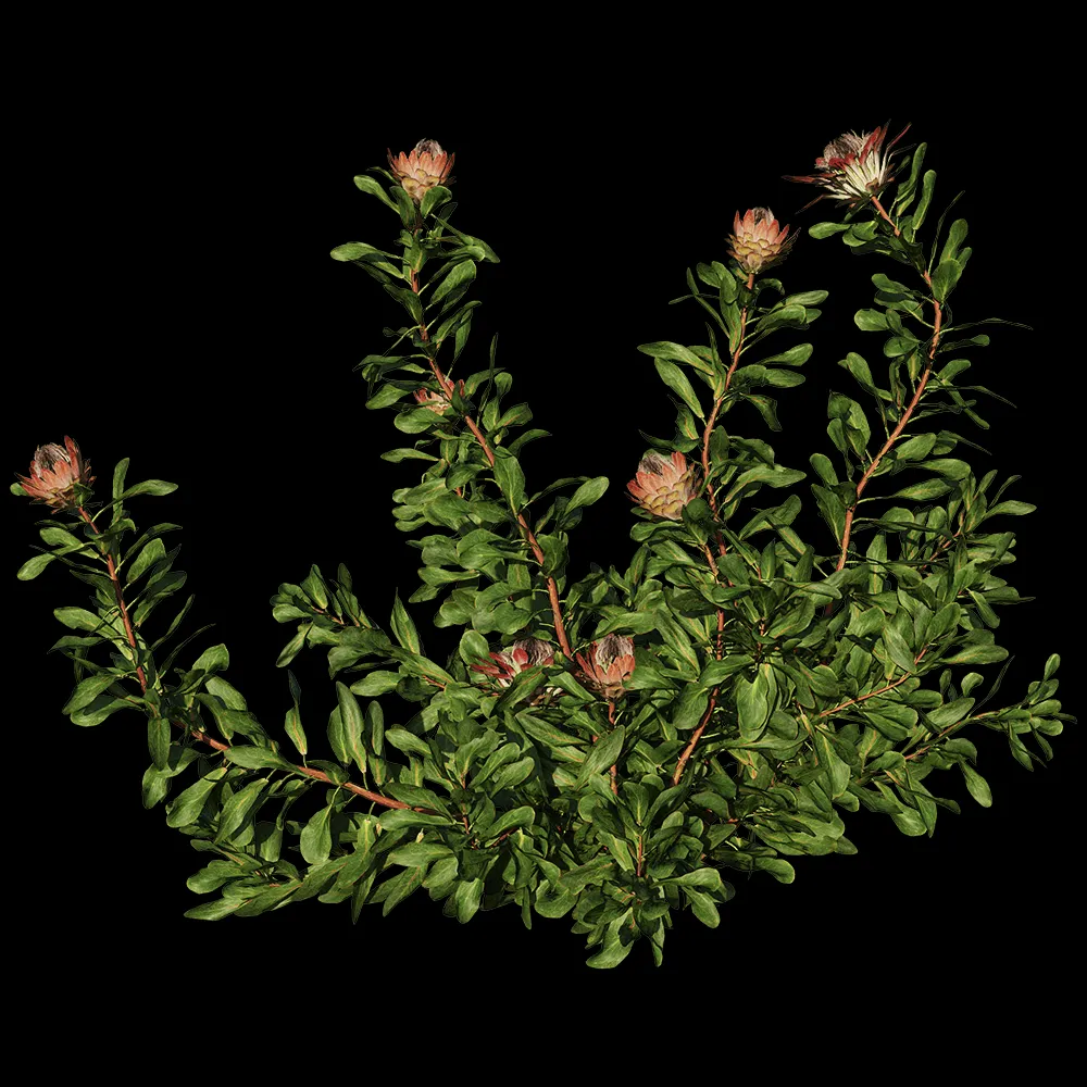 decoration – Protea Cynaroides 01 06 3ds Max