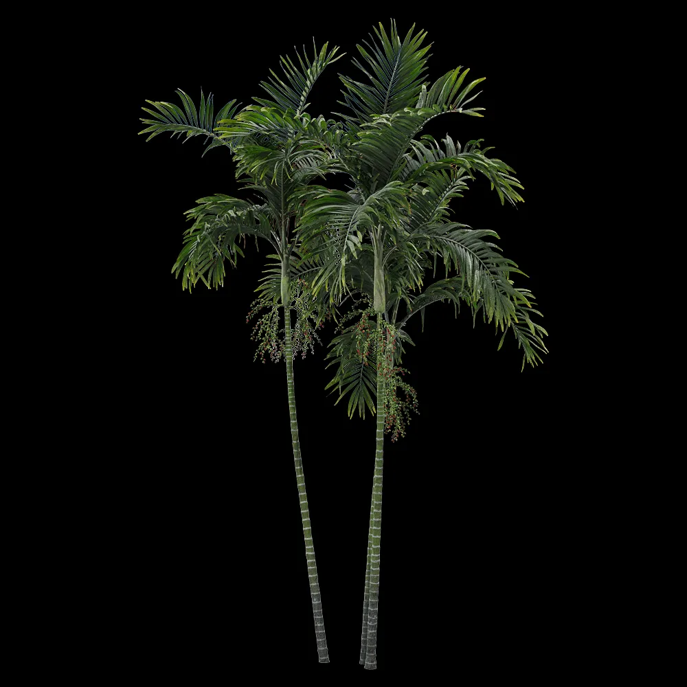 decoration – Ptychosperma macarthurii 1 3ds Max
