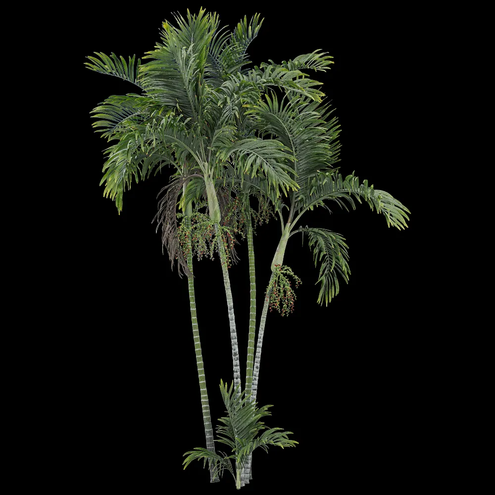 decoration – Ptychosperma macarthurii 2 3ds Max